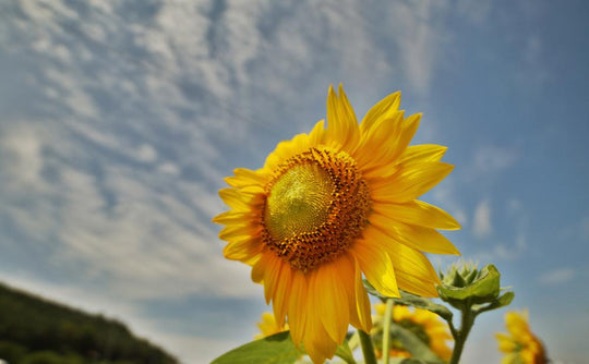 14mm F2.8 Full Frame Ultra Wide Angle - Rokinon Lenses 14mm F2.8 Full Frame Ultra Wide Angle - Rokinon Lenses