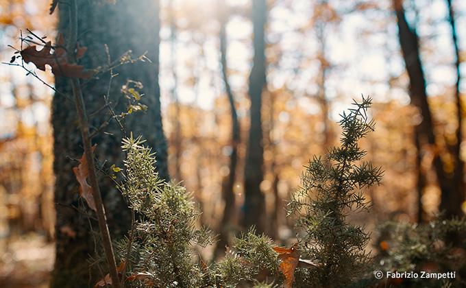 35mm SP Full Frame Wide Angle (Canon EF with Automatic Chip